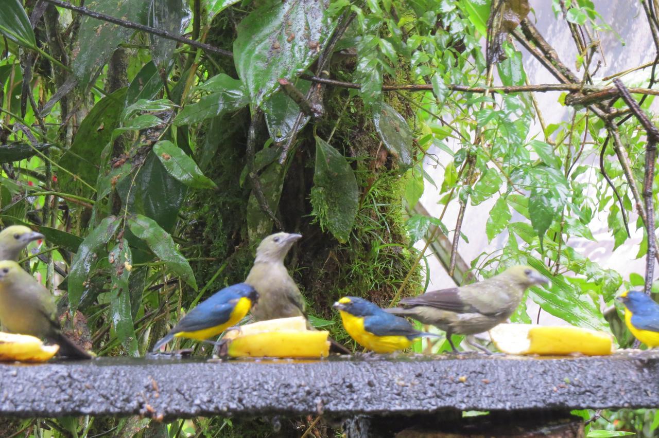 Chalet Nicholas Bed & Breakfast Nuevo Arenal Exterior foto
